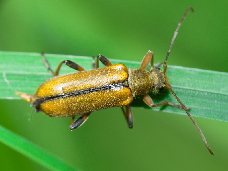 Cortodera humeralis (Schaller, 1783)